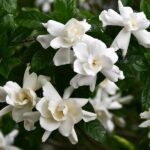 Captivating Fragrances Of Garden Blossoms