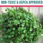 Cat-safe Greenery For Homes