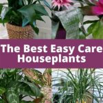 Child-safe Easy-care Houseplants
