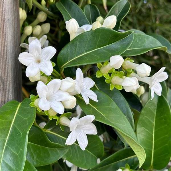 Choosing Perfumed Flowers For Outdoors