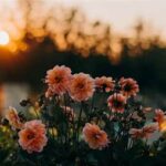 Climate Impact On Flowering Plants