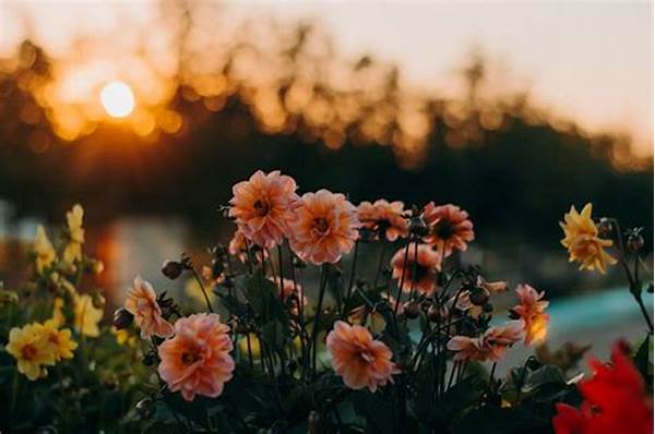 Climate Impact On Flowering Plants
