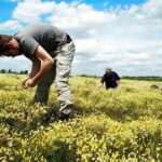 Comprehensive Wildflower Research Materials