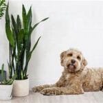 Dog-friendly Indoor Plant Options