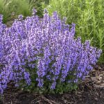 Dog-safe Perennial Garden Flowers