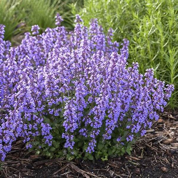 Dog-safe Perennial Garden Flowers