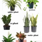 Easiest Plants For Beginners
