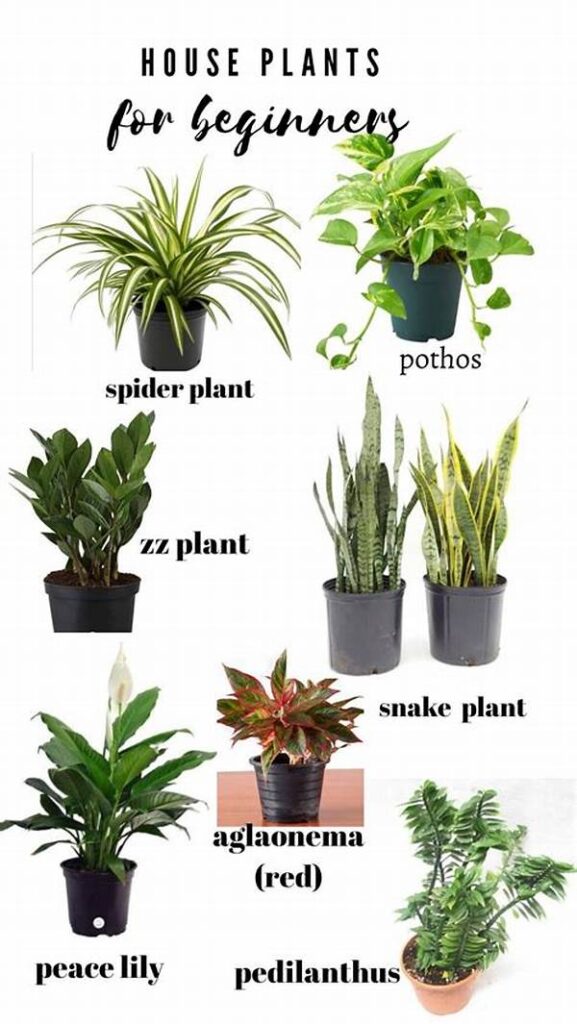 Easiest Plants For Beginners