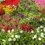 Easy-care Annual Flowering Plants