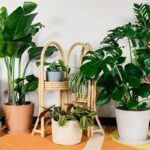 Easy-care Indoor Plant Selection