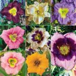 Easy-care Potted Flowering Plants