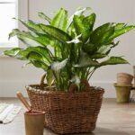 Easy-to-grow Family Houseplants