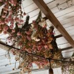 “efficient Flower Drying Techniques”