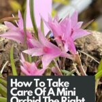 Enhancing Flower Longevity Tips