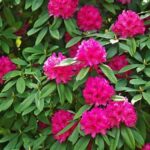 Evergreen Flowers For Every Climate