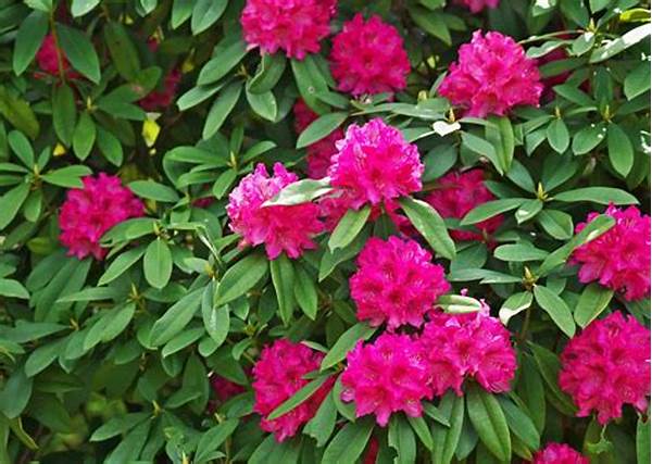 Evergreen Flowers For Every Climate