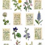 Field Guide To Wildflower Differentiation