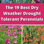 Flowers That Withstand Dry Conditions