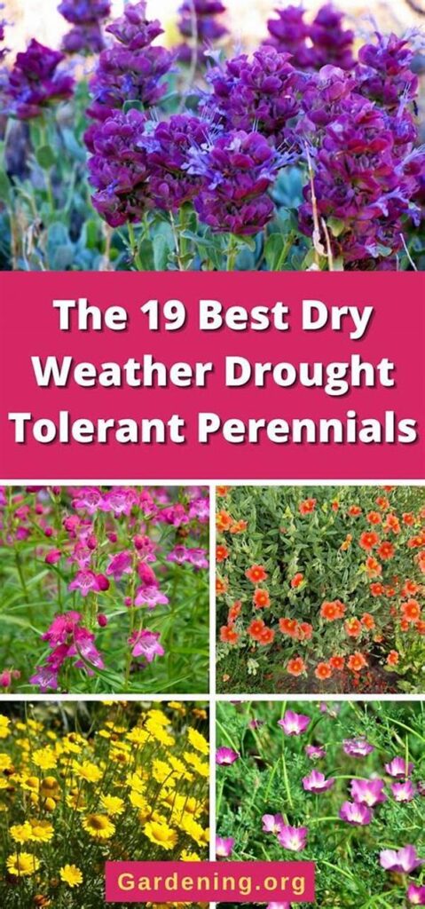Flowers That Withstand Dry Conditions