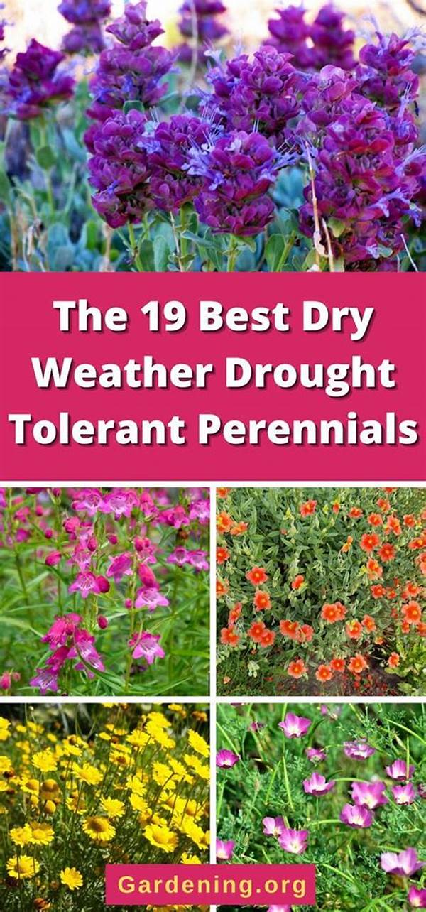 Flowers That Withstand Dry Conditions