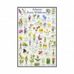 “guide To Wildflower Species Recognition”