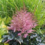 Hardy Flowers For Continuous Blooming