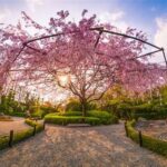 Hassle-free Blossoms For Gardens