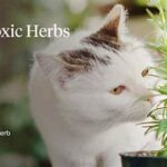 Herbs Non-toxic To Cats