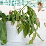 Home Remedies For Wilted Flowers
