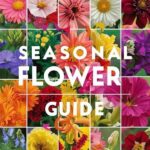 How To Spot Seasonal Flower Species