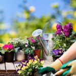 Ideal Fertilizers For Vibrant Flowers.