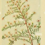 “identifying Common Wildflower Species”