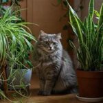 Indoor Greenery Safe For Cats