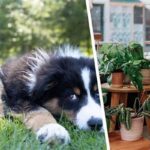 Indoor Plants For Households With Pets