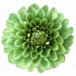 Intricate Petal Arrangement Concepts