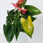 Lack Of Sunlight For Flowers