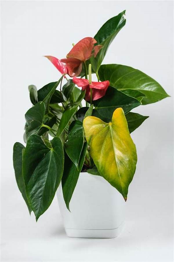 Lack Of Sunlight For Flowers