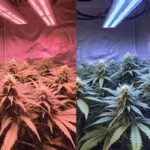 Light Spectrum For Flowering Success