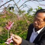 Localized Blossom Preservation Strategies