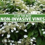 Low Maintenance Flowering Vines