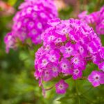 Low-maintenance Fragrant Perennial Blooms