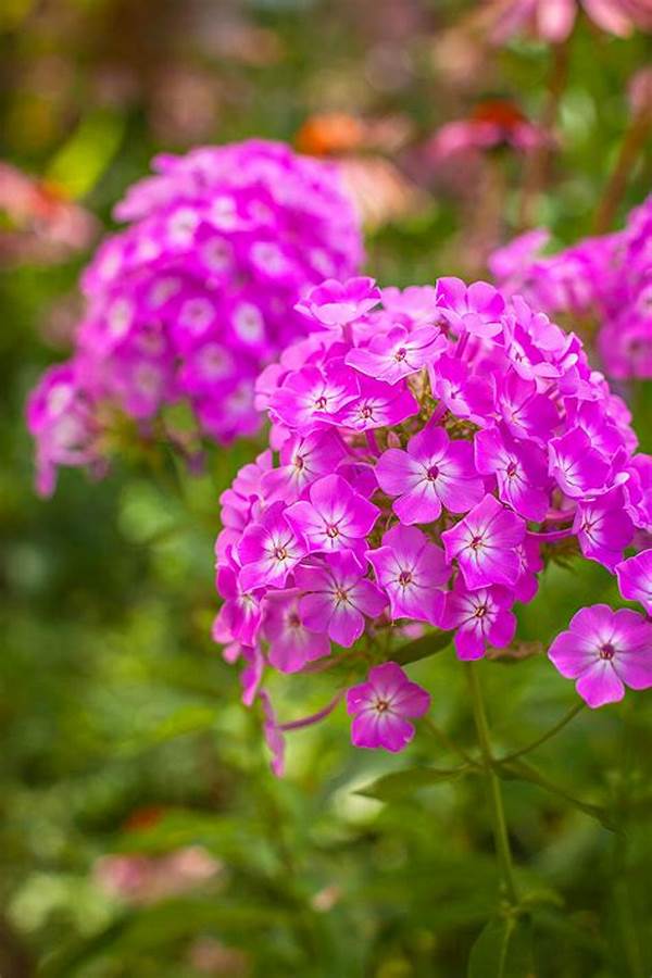 Low-maintenance Fragrant Perennial Blooms