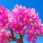 Nature-based Tips For Preserving Blossom Colors