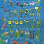 “nature Book For Flower Identification”