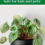 Non-poisonous Houseplants For Kids