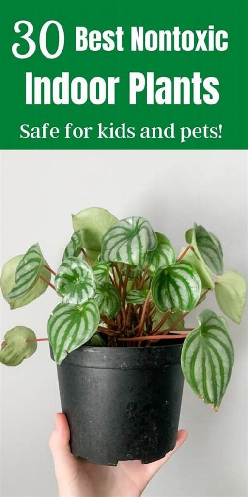 Non-poisonous Houseplants For Kids