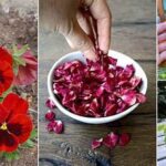 Nutritional Care For Display Flowers