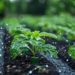 Optimizing Blossom Growth With Irrigation