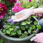Organic Fertilizing Methods For Flowers