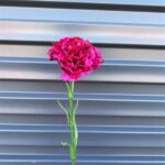 Perpetual Floral Decoration Approaches